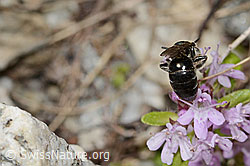 Colletes impunctatus on Thymus praecox ssp. polytrichus (C304392) Colletes impunctatus on Thymus praecox ssp. polytrichus (C304392)