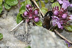 Colletes impunctatus on Thymus praecox ssp. polytrichus (C304398) Colletes impunctatus on Thymus praecox ssp. polytrichus (C304398)