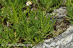 Moschus-Schafgarbe (Achillea erba-rotta ssp. moschata) (C304401) Moschus-Schafgarbe (Achillea erba-rotta ssp. moschata) (C304401)