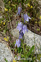 Bärtige Glockenblume (Campanula barbata) (C304405)