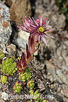 Berg-Hauswurz (Sempervivum montanum) (C304410)