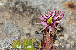 Berg-Hauswurz (Sempervivum montanum) (C304420)