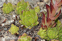 Berg-Hauswurz (Sempervivum montanum) (C304422)