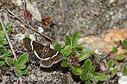Pyrausta cingulata (08.2024, C304522)