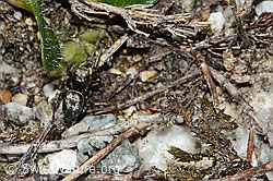 Heliophanus lineiventris (Springspinne) (08.2024, C304524)