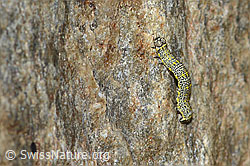 Alpenspanner (Lycia alpina, Raupe) (C304543) Alpenspanner (Lycia alpina, Raupe) (C304543)