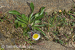 Einköpfiges Berufkraut (Erigeron uniflorus) (C306461) Einköpfiges Berufkraut (Erigeron uniflorus) (C306461)
