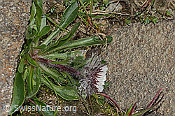 Einköpfiges Berufkraut (Erigeron uniflorus) (C306462) Einköpfiges Berufkraut (Erigeron uniflorus) (C306462)