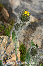 Zottiges Habichtskraut (Hieracium villosum) (C306491) Zottiges Habichtskraut (Hieracium villosum) (C306491)