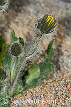 Zottiges Habichtskraut (Hieracium villosum) (C306492) Zottiges Habichtskraut (Hieracium villosum) (C306492)