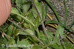 Alpen-Gänsekresse (Arabis alpina) (C306532)