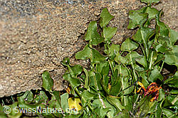 Pachers Löwenzahn (Taraxacum pacheri) (C306546)