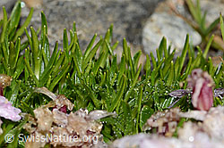 Kalk-Polsternelke (Silene acaulis) (C306582) Kalk-Polsternelke (Silene acaulis) (C306582)