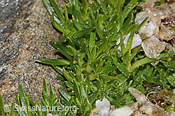 Kalk-Polsternelke (Silene acaulis) (C306583) Kalk-Polsternelke (Silene acaulis) (C306583)