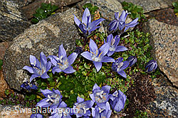 Mont Cenis-Glockenblume (Campanula cenisia) (C306590) Mont Cenis-Glockenblume (Campanula cenisia) (C306590)