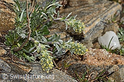 Ährige Edelraute (Artemisia genipi) (C306598) Ährige Edelraute (Artemisia genipi) (C306598)