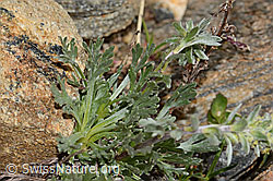 Ährige Edelraute (Artemisia genipi) (C306604) Ährige Edelraute (Artemisia genipi) (C306604)