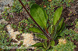 Alpenmasslieb (Aster bellidiastrum) (C306638)