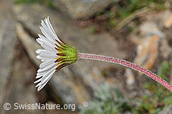 Alpenmasslieb (Aster bellidiastrum) (C306640)
