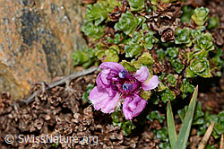 Gegenblättriger Steinbrech (Saxifraga oppositifolia) (C306643) Gegenblättriger Steinbrech (Saxifraga oppositifolia) (C306643)