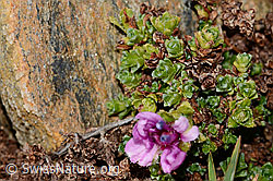 Gegenblättriger Steinbrech (Saxifraga oppositifolia) (C306644) Gegenblättriger Steinbrech (Saxifraga oppositifolia) (C306644)