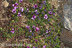 Gegenblättriger Steinbrech (Saxifraga oppositifolia) (C306667) Gegenblättriger Steinbrech (Saxifraga oppositifolia) (C306667)