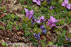 Gegenblättriger Steinbrech (Saxifraga oppositifolia) (C306668) Gegenblättriger Steinbrech (Saxifraga oppositifolia) (C306668)