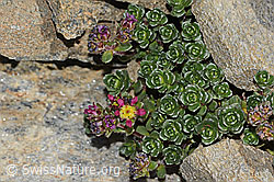 Zweiblütiger Steinbrech (Saxifraga biflora) (C306671) Zweiblütiger Steinbrech (Saxifraga biflora) (C306671)
