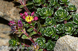 Zweiblütiger Steinbrech (Saxifraga biflora) (C306675) Zweiblütiger Steinbrech (Saxifraga biflora) (C306675)