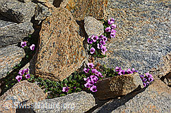 Gegenblättriger Steinbrech (Saxifraga oppositifolia) (C306691) Gegenblättriger Steinbrech (Saxifraga oppositifolia) (C306691)