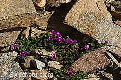Gegenblättriger Steinbrech (Saxifraga oppositifolia) (C306692) Gegenblättriger Steinbrech (Saxifraga oppositifolia) (C306692)