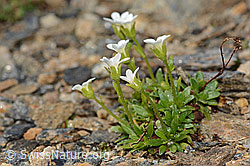 Foto: Mannsschild-Steinbrech (Saxifraga androsacea)