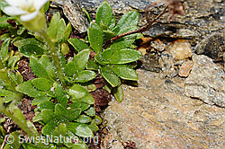 Foto: Mannsschild-Steinbrech (Saxifraga androsacea)