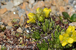 Hoppes Felsenblümchen (Draba hoppeana) (C306734)