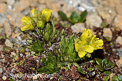 Hoppes Felsenblümchen (Draba hoppeana) (C306739)