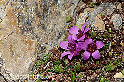Gegenblättriger Steinbrech (Saxifraga oppositifolia) (C306753) Gegenblättriger Steinbrech (Saxifraga oppositifolia) (C306753)