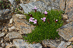 Kalk-Polsternelke (Silene acaulis) (C306755)