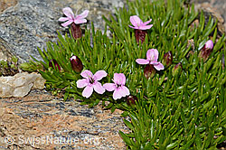 Kalk-Polsternelke (Silene acaulis) (C306757)