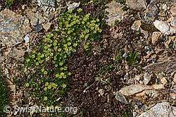 Zwerg-Miere (Minuartia sedoides) (C306767) Zwerg-Miere (Minuartia sedoides) (C306767)