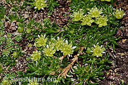 Zwerg-Miere (Minuartia sedoides) (C306769) Zwerg-Miere (Minuartia sedoides) (C306769)