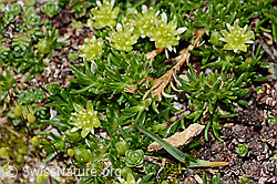 Zwerg-Miere (Minuartia sedoides) (C306774) Zwerg-Miere (Minuartia sedoides) (C306774)