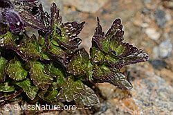 Alpenhelm (Bartsia alpina) (C306802) Alpenhelm (Bartsia alpina) (C306802)