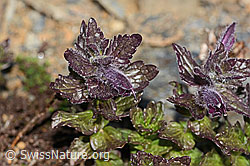 Alpenhelm (Bartsia alpina) (C306803) Alpenhelm (Bartsia alpina) (C306803)
