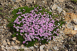 Kalk-Polsternelke (Silene acaulis) (08.2024, C306821)
