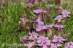 Mistbiene (Eristalis tenax) auf Kalk-Polsternelke (Silene acaulis) (C306825)