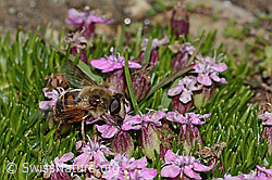 Mistbiene (Eristalis tenax) auf Kalk-Polsternelke (Silene acaulis) (08.2024, C306826)