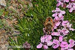 Mistbiene (Eristalis tenax) auf Kalk-Polsternelke (Silene acaulis) (C306832)