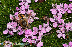 Mistbiene (Eristalis tenax)