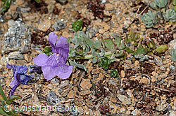 Linaria alpina (C306870)
