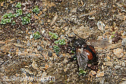 Peleteria prompta (Raupenfliege) (C306874)